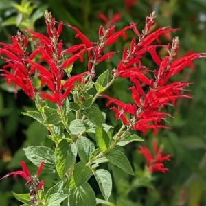 Pineapple Sage Live Plant (Salvia elegans) – Fragrant Perennial Herb, 4 Inch Pot, 2 Plants - Image 7