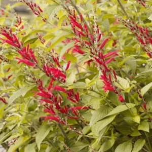 Pineapple Sage Live Plant (Salvia elegans) – Fragrant Perennial Herb, 4 Inch Pot, 2 Plants - Image 1