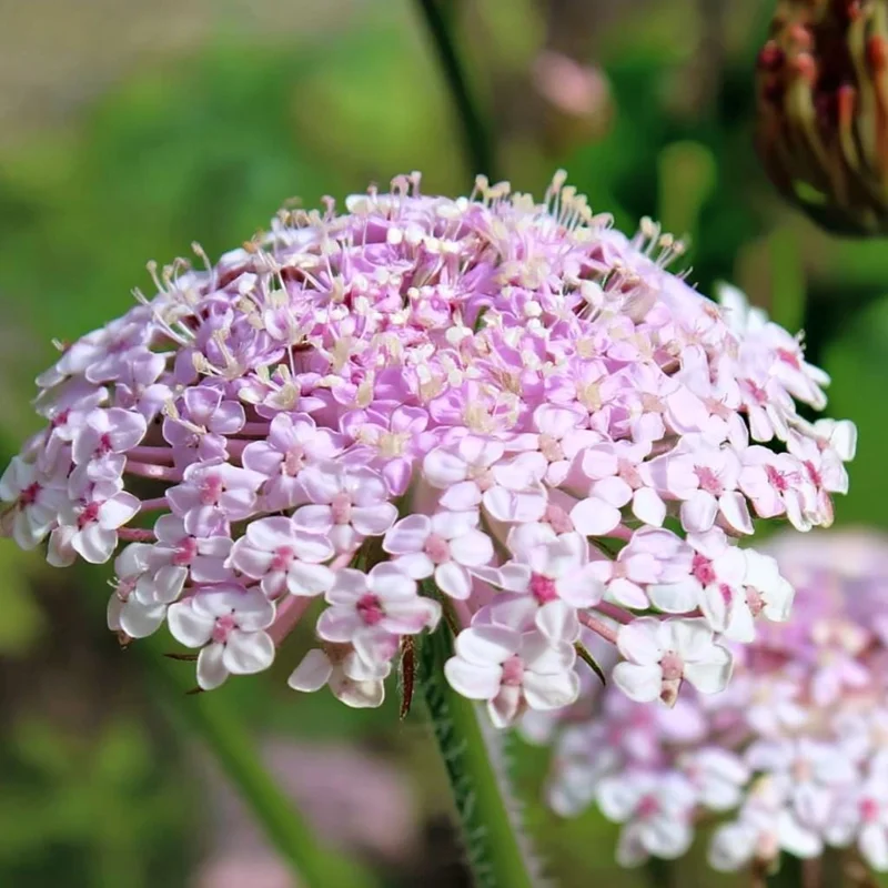 Pink Lace Flower Seeds - Didiscus, Sweet-Scented Cut Flower (50 Seeds) - Image 2