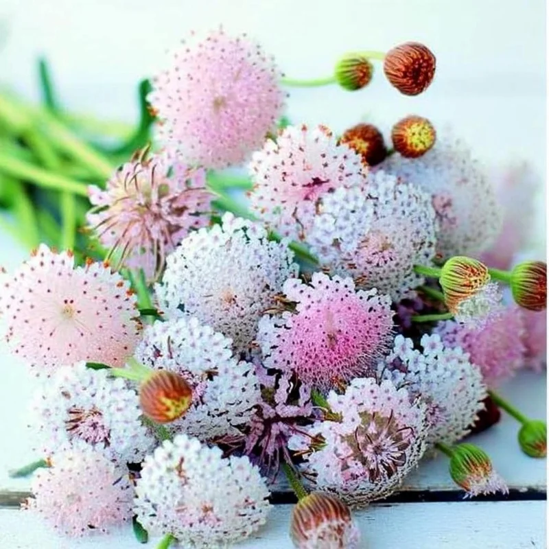 Pink Lace Flower Seeds - Didiscus, Sweet-Scented Cut Flower (50 Seeds) - Image 3