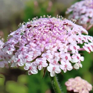 Pink Lace Flower Seeds - Didiscus, Sweet-Scented Cut Flower (50 Seeds) - Image 1