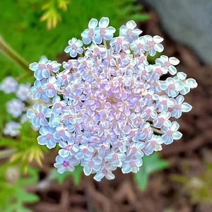 Pink Lace Flower Seeds - Didiscus, Sweet-Scented Cut Flower (50 Seeds) - Image 4
