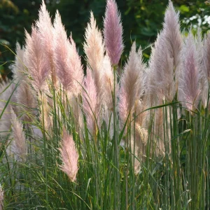Pink Pampas Grass Seeds - 100 Count, Cortaderia Selloana, Drought Tolerant - Image 2