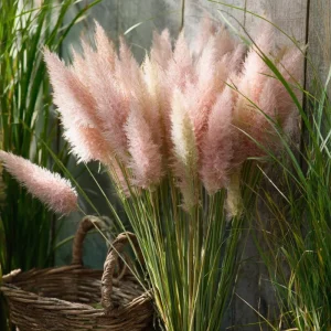 Pink Pampas Grass Seeds - 100 Count, Cortaderia Selloana, Drought Tolerant - Image 3