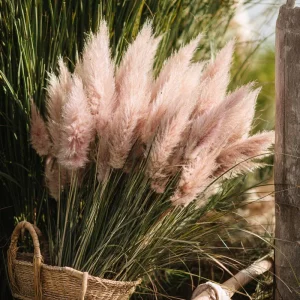 Pink Pampas Grass Seeds - 100 Count, Cortaderia Selloana, Drought Tolerant - Image 4
