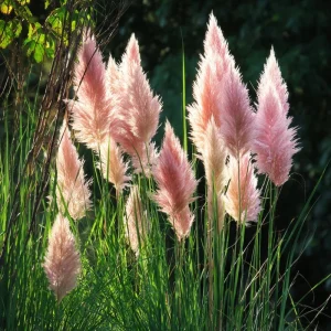 Pink Pampas Grass Seeds - 100 Count, Cortaderia Selloana, Drought Tolerant - Image 1