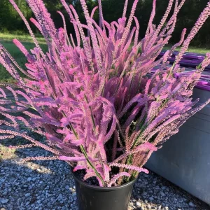 Pink Pokers Statice Seeds - Limonium Suworowii - 50 Seeds for Vibrant Dried Flower Blooms - Image 1