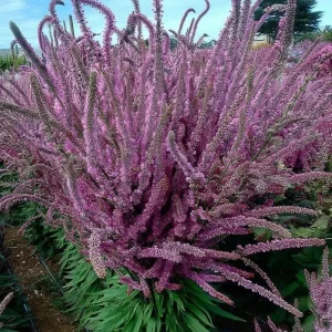 Pink Pokers Statice Seeds - Limonium Suworowii - 50 Seeds for Vibrant Dried Flower Blooms - Image 2