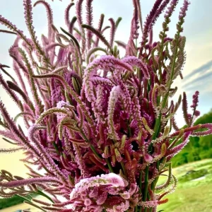 Pink Pokers Statice Seeds - Limonium Suworowii - 50 Seeds for Vibrant Dried Flower Blooms - Image 3