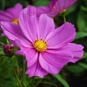 Pink Radiance Cosmos Seeds - 100 Count, Cosmos bipinnatus, Easy Grow Flower Seeds - Image 5