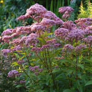 Pink Sweet Joe-Pye Weed Seeds - 200 Count - Tall Perennial for Pollinator Gardens - Image 3