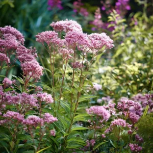 Pink Sweet Joe-Pye Weed Seeds - 200 Count - Tall Perennial for Pollinator Gardens - Image 1