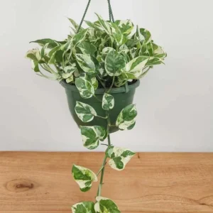 Pothos N'Joy Live Plant - Variegated Houseplant, Easy Care, 3-5