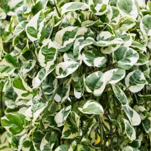 Pothos N'Joy Live Plant - Variegated Houseplant, Easy Care, 3-5