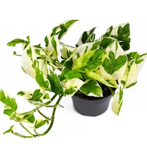 Pothos N'Joy Live Plant - Variegated Houseplant, Easy Care, 3-5