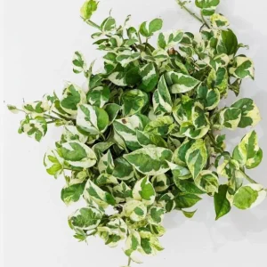 Pothos N'Joy Live Plant - Variegated Houseplant, Easy Care, 3-5