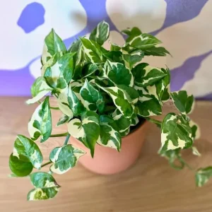 Pothos N'Joy Live Plant - Variegated Houseplant, Easy Care, 3-5