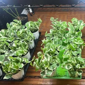 Pothos N'Joy Live Plant - Variegated Houseplant, Easy Care, 3-5