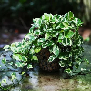 Pothos N'Joy Live Plant - Variegated Houseplant, Easy Care, 3-5" Tall in 4" Pot - Image 1