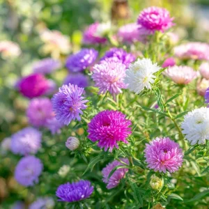 Powder Puff China Aster Seeds Mix - 200 Heirloom Callistephus Chinensis Seeds - Image 2
