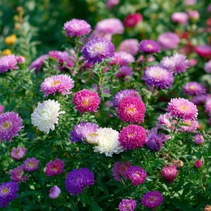 Powder Puff China Aster Seeds Mix - 200 Heirloom Callistephus Chinensis Seeds - Image 3