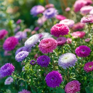 Powder Puff China Aster Seeds Mix - 200 Heirloom Callistephus Chinensis Seeds - Image 4