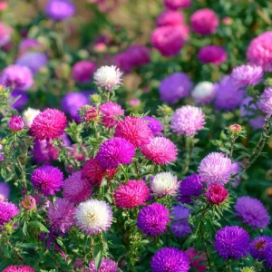 Powder Puff China Aster Seeds Mix - 200 Heirloom Callistephus Chinensis Seeds - Image 5