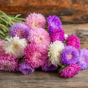 Powder Puff China Aster Seeds Mix - 200 Heirloom Callistephus Chinensis Seeds - Image 1