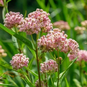 Prairie Milkweed Seeds 20 Count - Native Perennial for Monarch Butterflies & Pollinators - Image 2