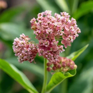 Prairie Milkweed Seeds 20 Count - Native Perennial for Monarch Butterflies & Pollinators - Image 4