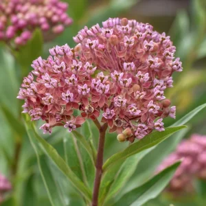 Prairie Milkweed Seeds 20 Count - Native Perennial for Monarch Butterflies & Pollinators - Image 5