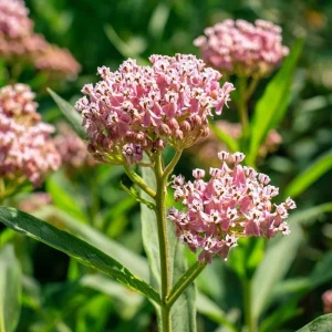 Prairie Milkweed Seeds 20 Count - Native Perennial for Monarch Butterflies & Pollinators - Image 6