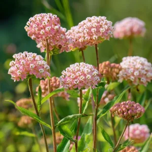 Prairie Milkweed Seeds 20 Count - Native Perennial for Monarch Butterflies & Pollinators - Image 1