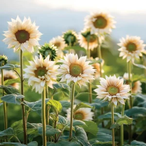 Pro Cut White Lite Sunflower Seeds - 20 Pollen-Free Pale Lemon Blooms - Image 2