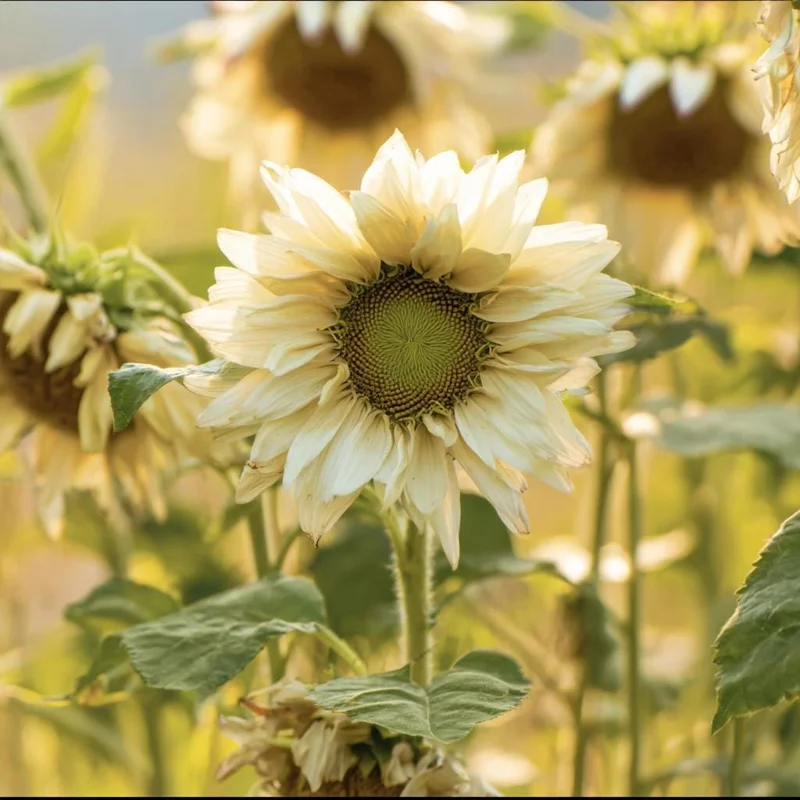 Pro Cut White Lite Sunflower Seeds - 20 Pollen-Free Pale Lemon Blooms - Image 1