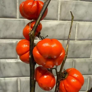 Pumpkin On A Stick Seeds - Solanum integrifolium Ornamental Eggplant - 15 Seeds Heirloom Variety - Image 3