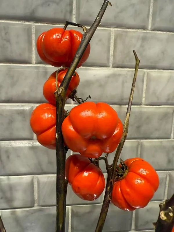 Pumpkin On A Stick Seeds - Solanum integrifolium Ornamental Eggplant - 15 Seeds Heirloom Variety - Image 3