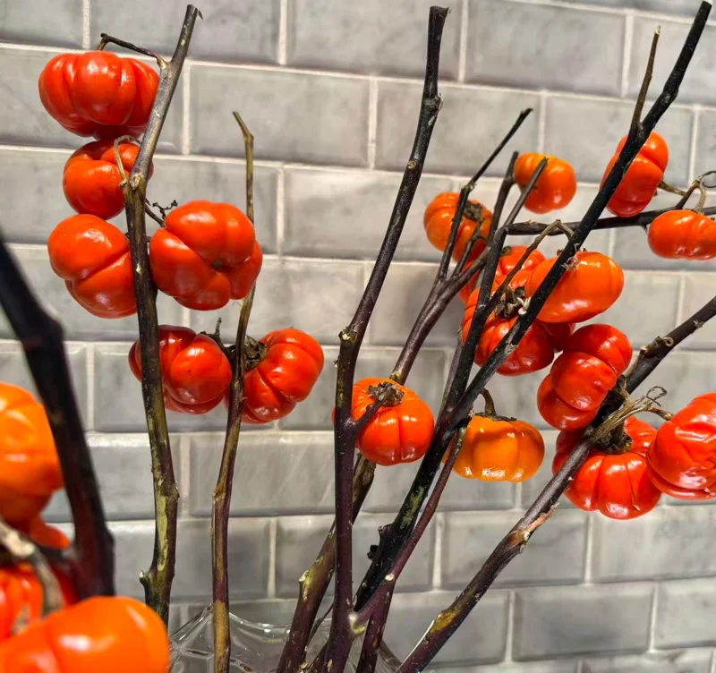 Pumpkin On A Stick Seeds - Solanum integrifolium Ornamental Eggplant - 15 Seeds Heirloom Variety - Image 1