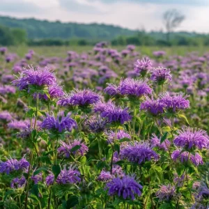 Purple Bergamot Monarda Media Wildflower Seeds – 50 Seeds – Pollinator Friendly Outdoor - Image 3