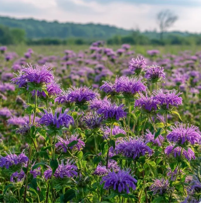 Purple Bergamot Monarda Media Wildflower Seeds – 50 Seeds – Pollinator Friendly Outdoor - Image 3
