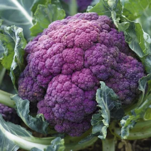 Purple Cauliflower Seeds - 100 Heirloom Brassica Oleracea Vegetable Seeds - Image 3