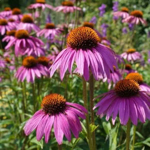 Purple Coneflower Seeds - Echinacea purpurea - 200 Seeds - Hardy Perennial, Pollinator Favorite, Medicinal Herb - Image 1