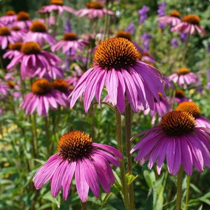 Purple Coneflower Seeds - Echinacea purpurea - 200 Seeds - Hardy Perennial, Pollinator Favorite, Medicinal Herb - Image 1