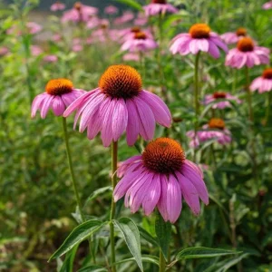 Purple Coneflower Seeds - Echinacea purpurea - 200 Seeds - Hardy Perennial - Image 3