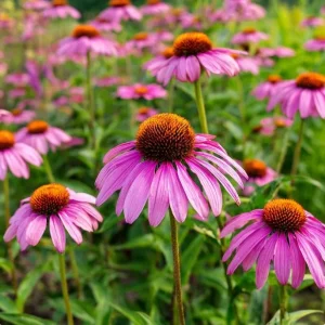 Purple Coneflower Seeds - Echinacea purpurea - 200 Seeds - Hardy Perennial, Pollinator Favorite, Medicinal Herb - Image 5