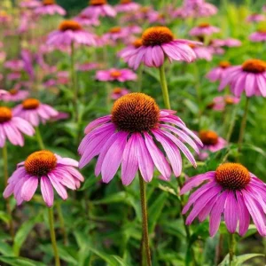 Purple Coneflower Seeds - Echinacea purpurea - 200 Seeds - Hardy Perennial - Image 5