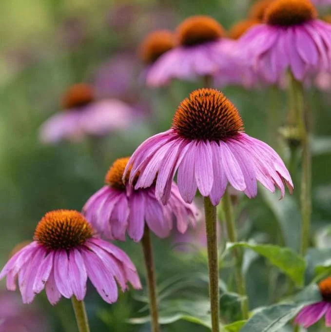 Purple Coneflower Seeds - Echinacea purpurea - 200 Seeds - Hardy Perennial, Pollinator Favorite, Medicinal Herb - Image 6