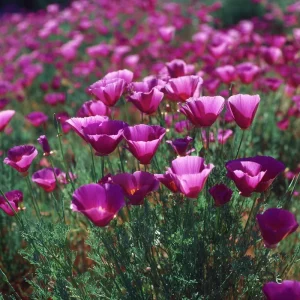 Purple Gleam California Poppy Seeds - 250 Wildflower Seeds, Easy-to-Grow, Pollinator-Friendly, Drought Tolerant - Image 2