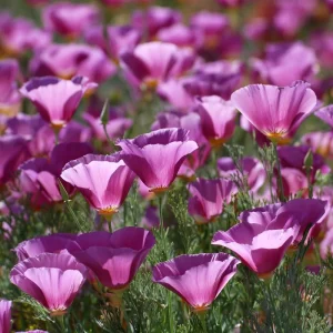 Purple Gleam California Poppy Seeds - 250 Wildflower Seeds, Easy-to-Grow, Pollinator-Friendly, Drought Tolerant - Image 3