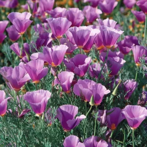 Purple Gleam California Poppy Seeds - 250 Wildflower Seeds, Easy-to-Grow, Pollinator-Friendly, Drought Tolerant - Image 1